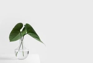 Simple minimalist plant in glass vase representing underrated financial strategy of simplicity