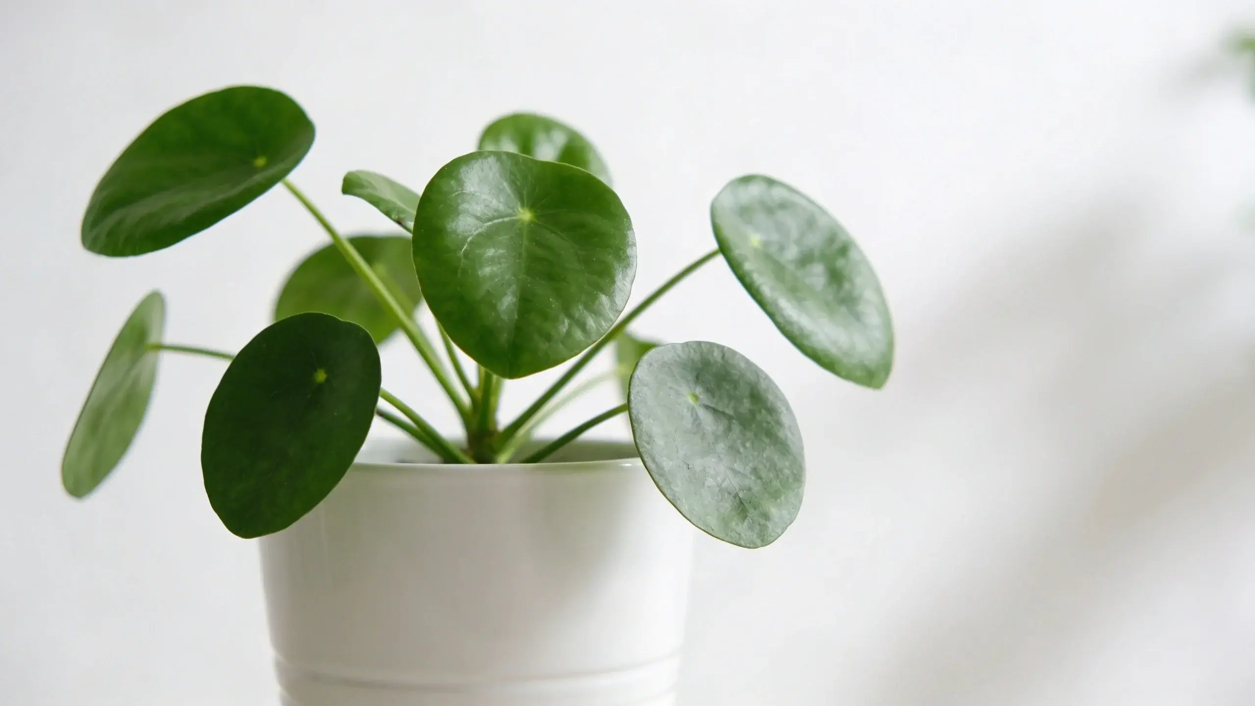 Closeup of healthy minimalist potted plant